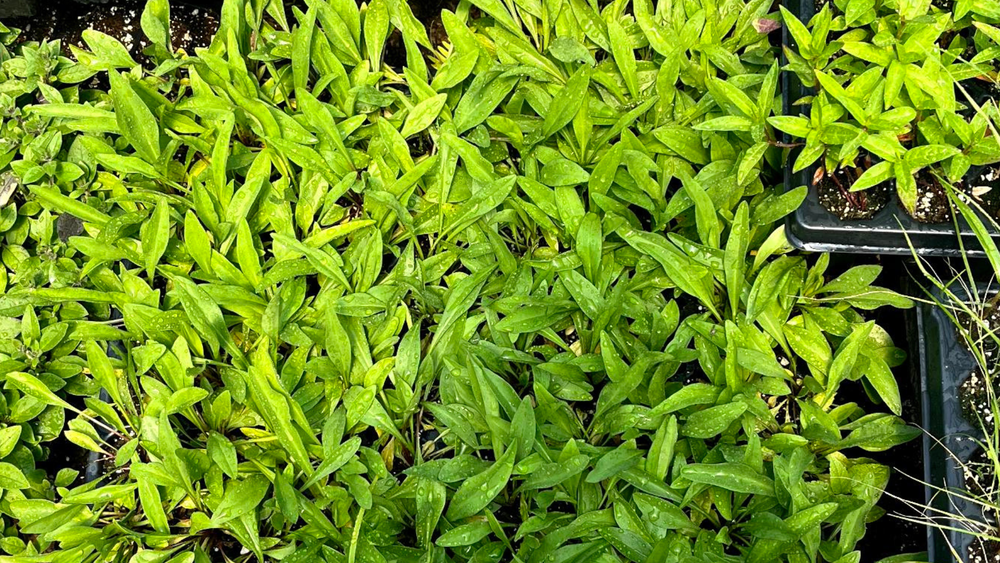 plantes indigenes 2